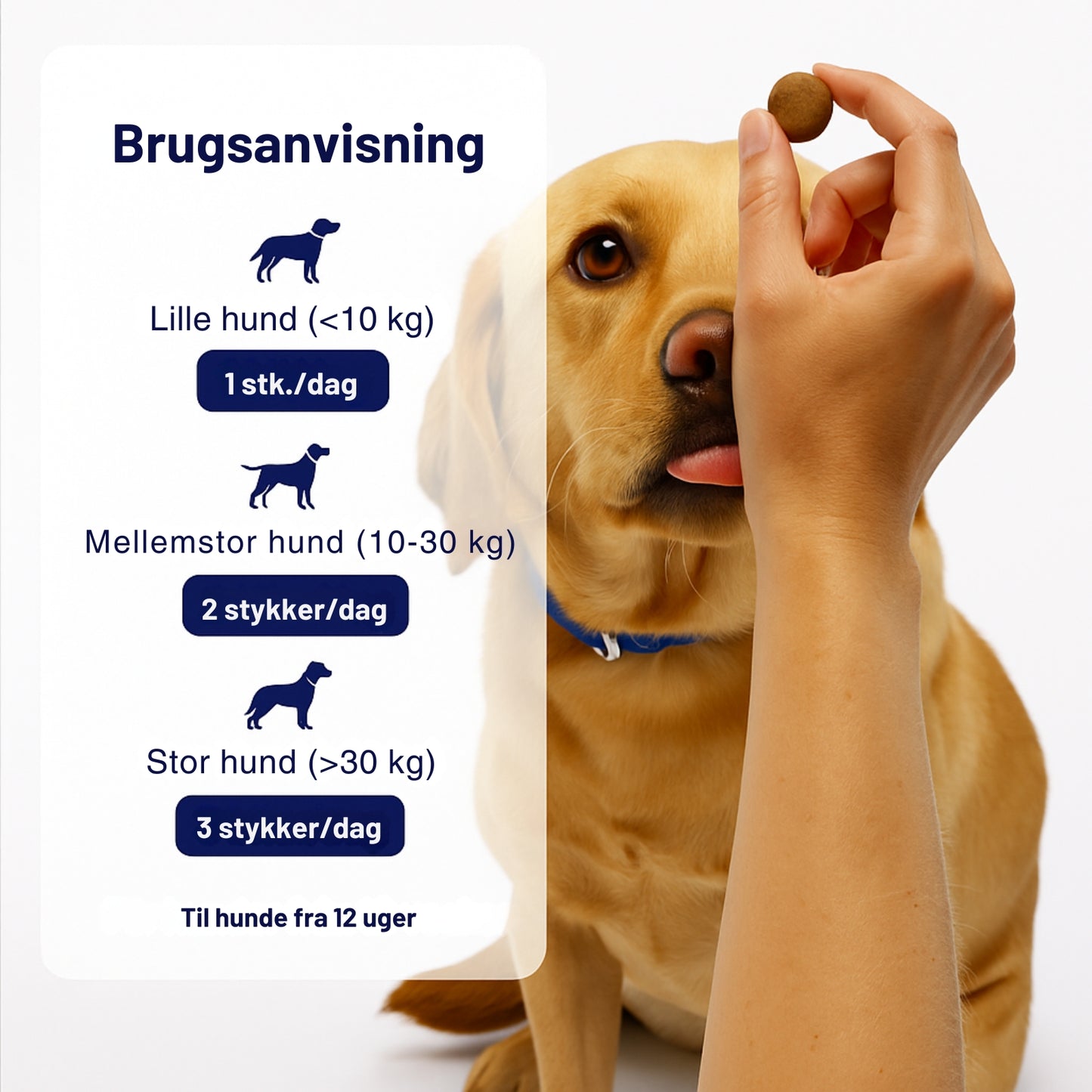 GutPaws™ – Probiotisk støtte til hunde